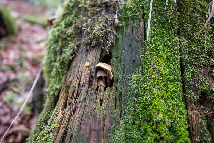 Baumstamm mit Pilz