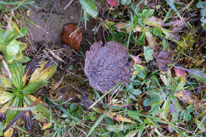 Blatt mit Wasserperlen