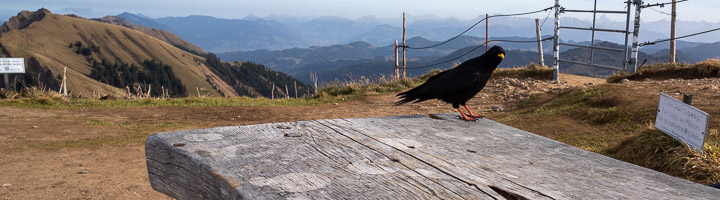 Alpendohle auf dem Tisch