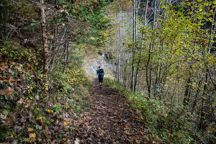 Wald